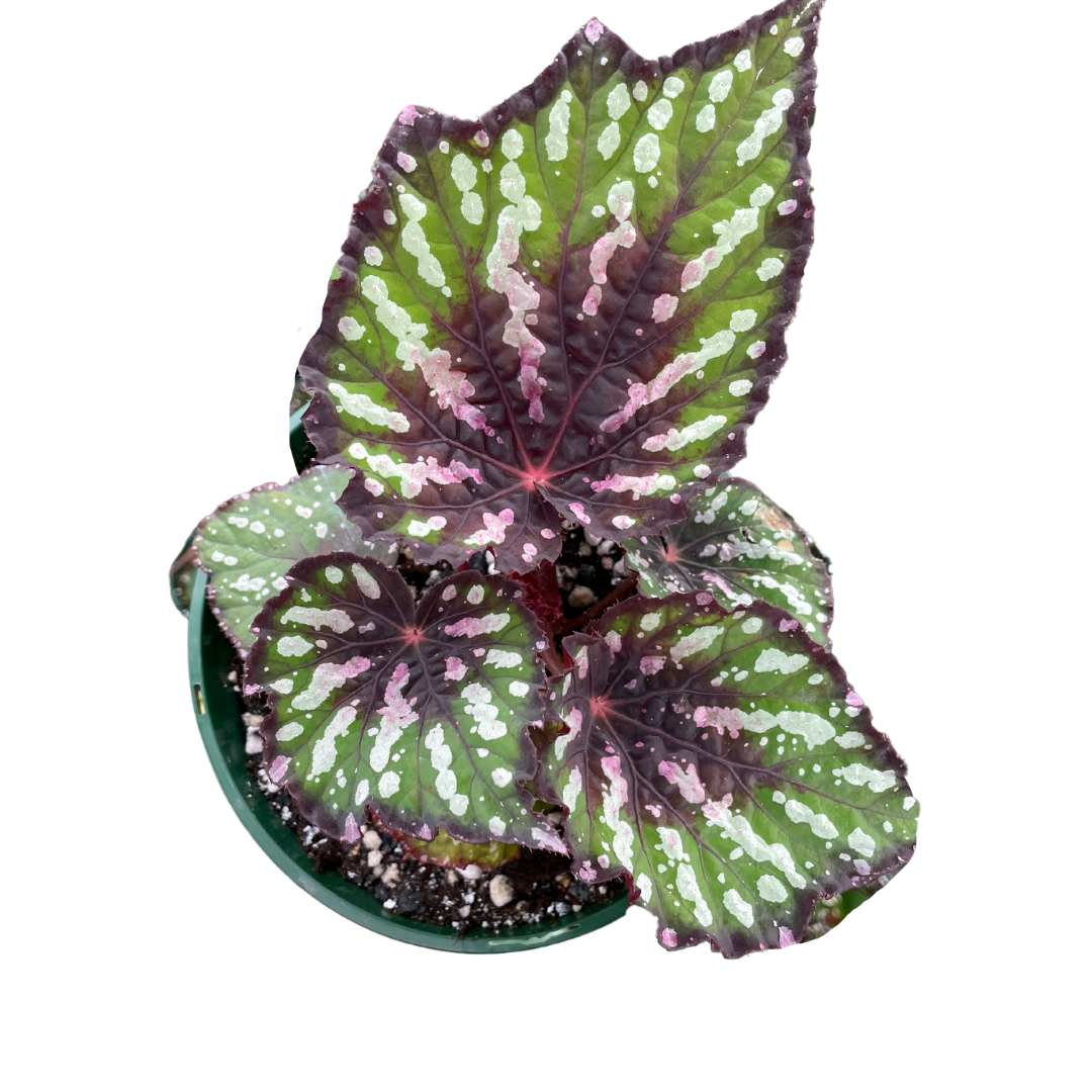 Begonia Rex