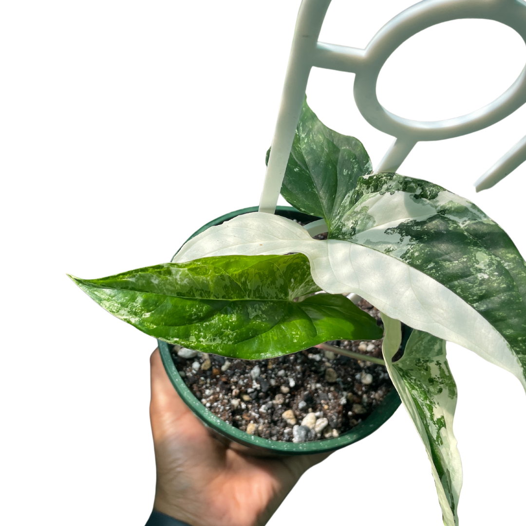 Syngonium Fantasy - Wera Plants