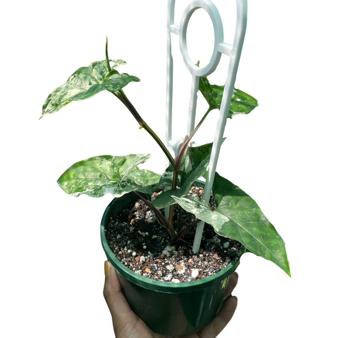 Syngonium Fantasy - Wera Plants