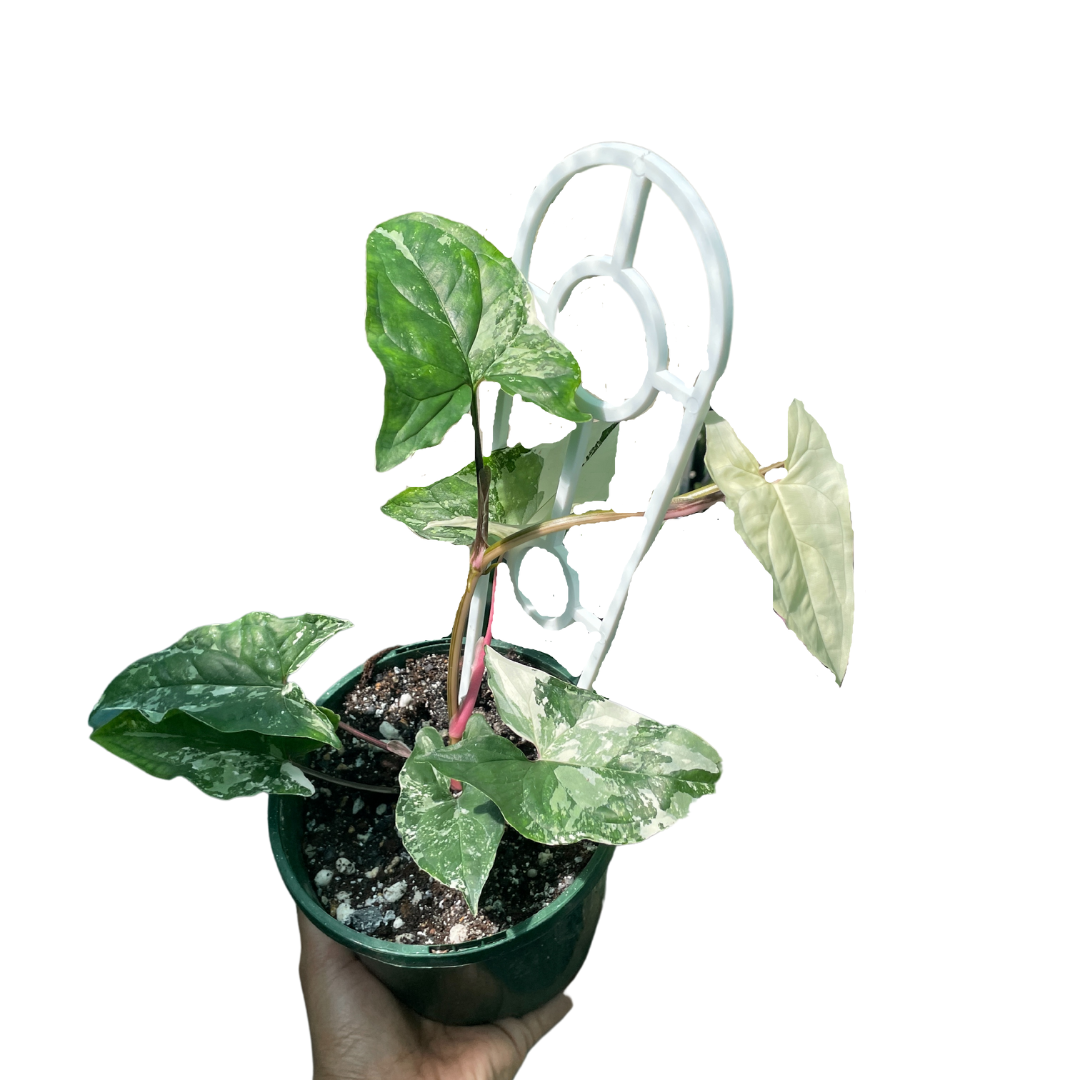 Syngonium Fantasy - Wera Plants