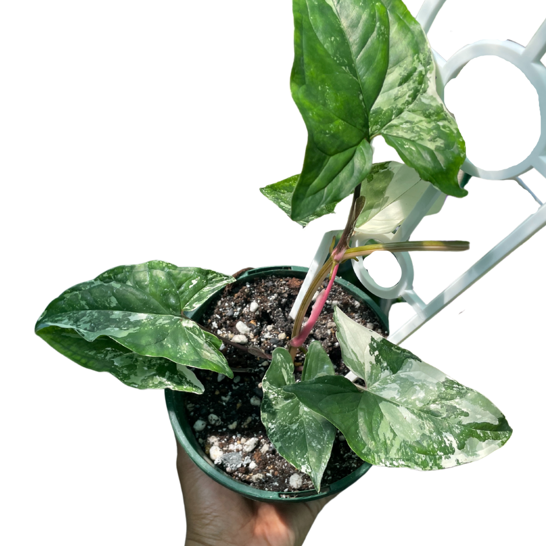 Syngonium Fantasy - Wera Plants
