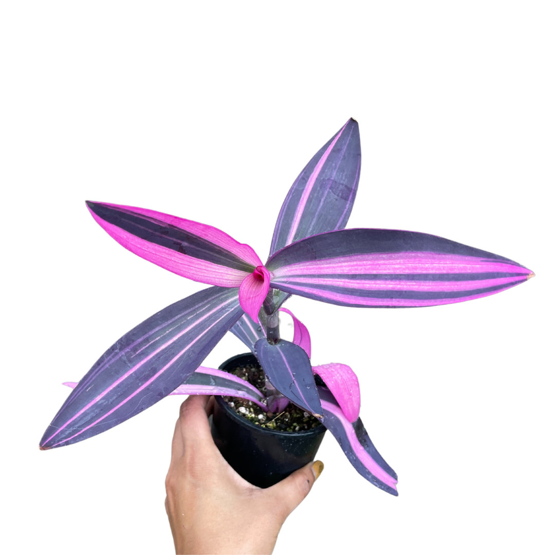 Tradescantia Pallida - Purpurea Variegata - Purple Variegated 