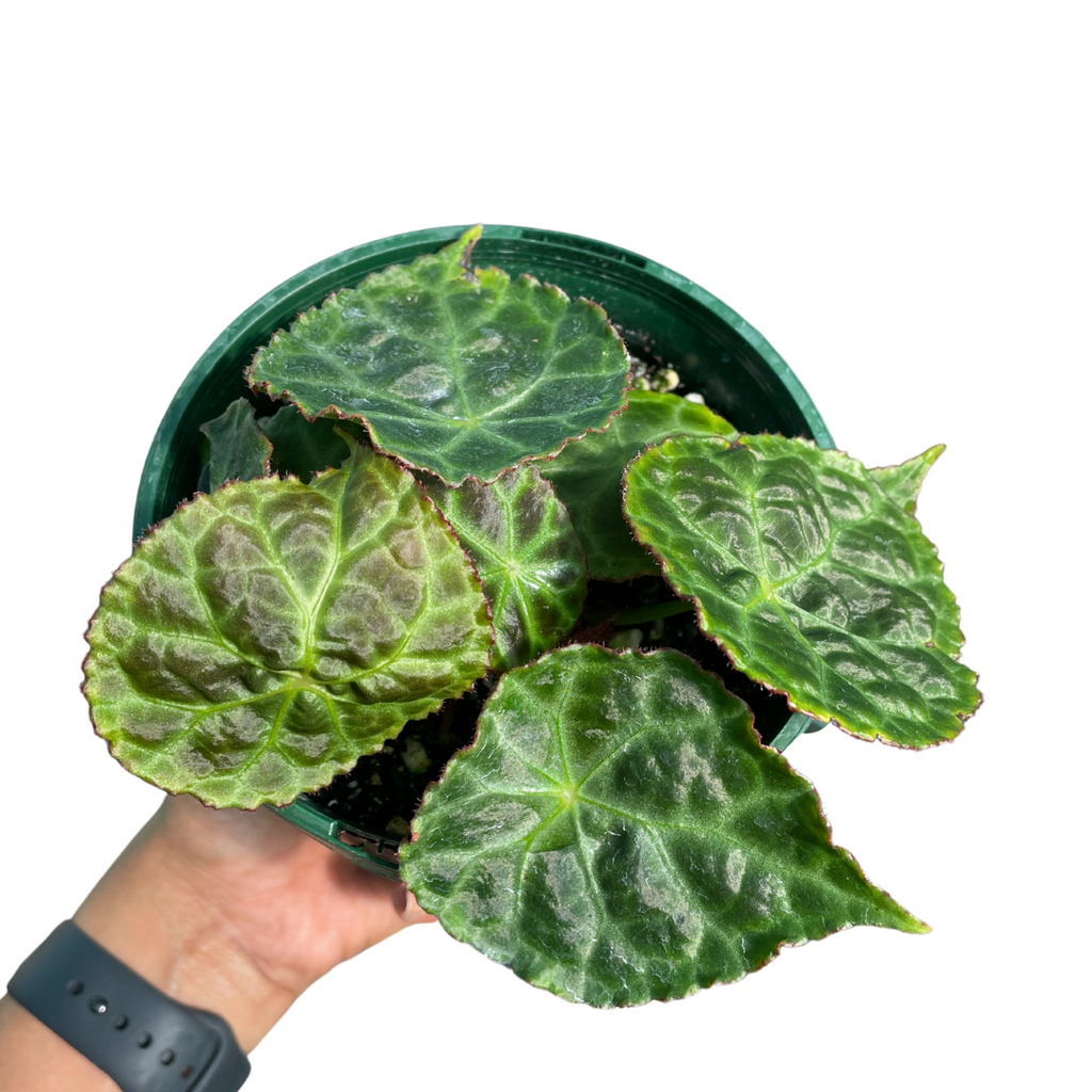 Begonia Goegoensis - Wera Plants