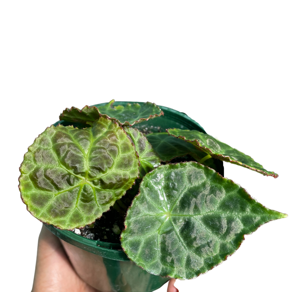 Begonia Goegoensis - Wera Plants