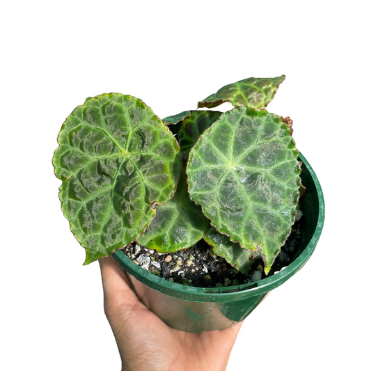 Begonia Goegoensis - Wera Plants