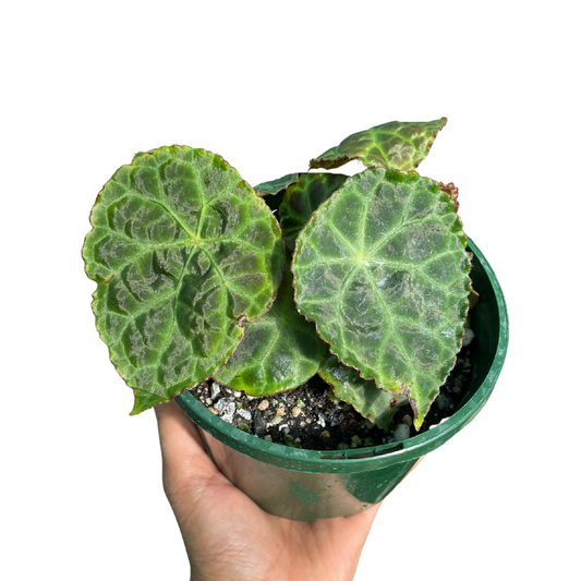 Begonia Goegoensis