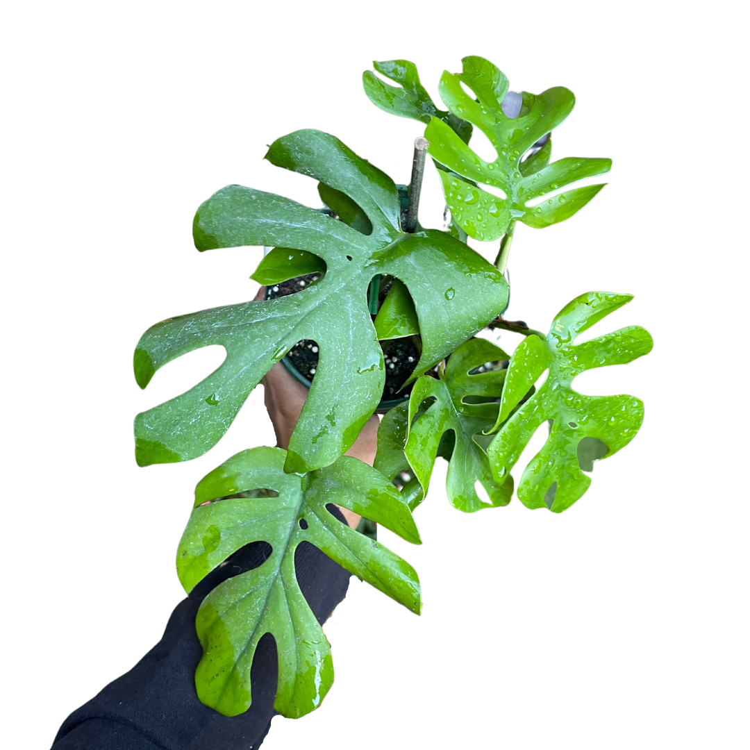 Rhaphidophora Tetrasperma 'Mini Monstera' - Wera Plants