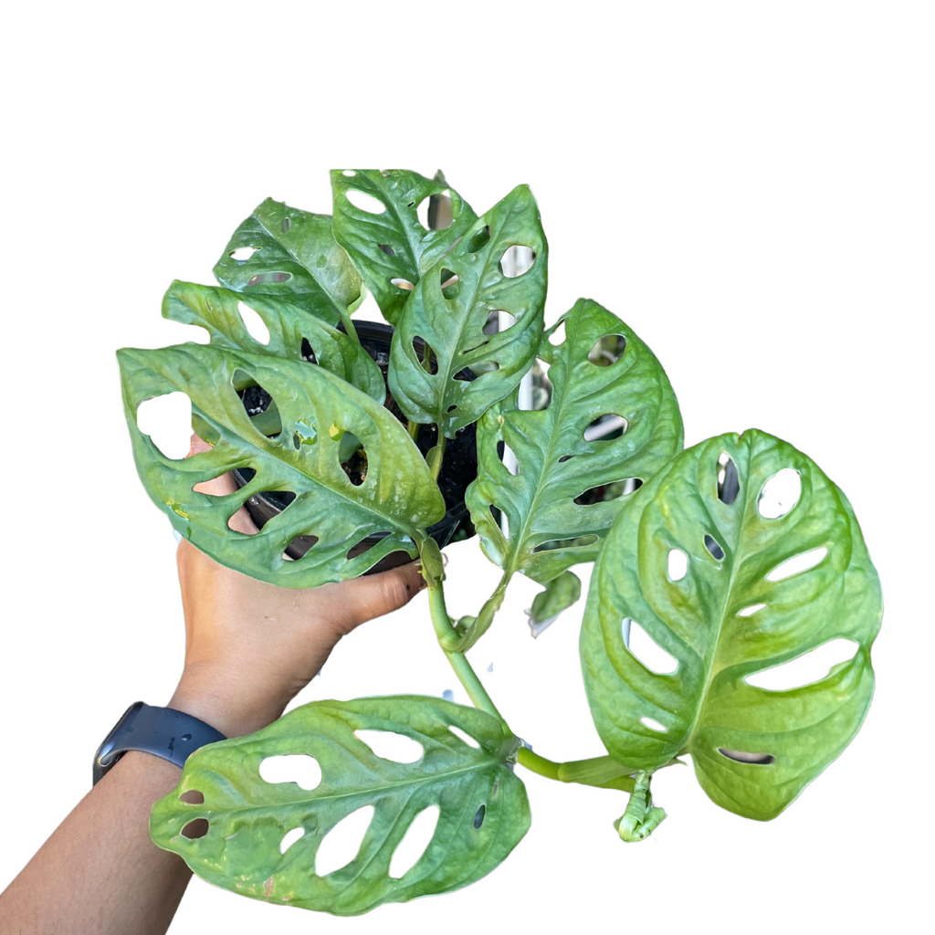 Monstera Lechleriana Monkey Mask - Wera Plants