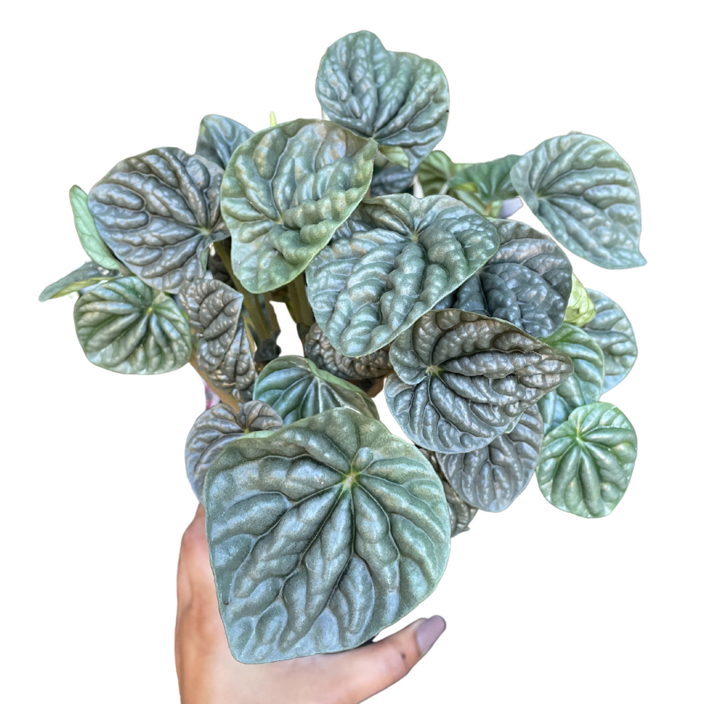 Peperomia Green Ripples - Wera Plants