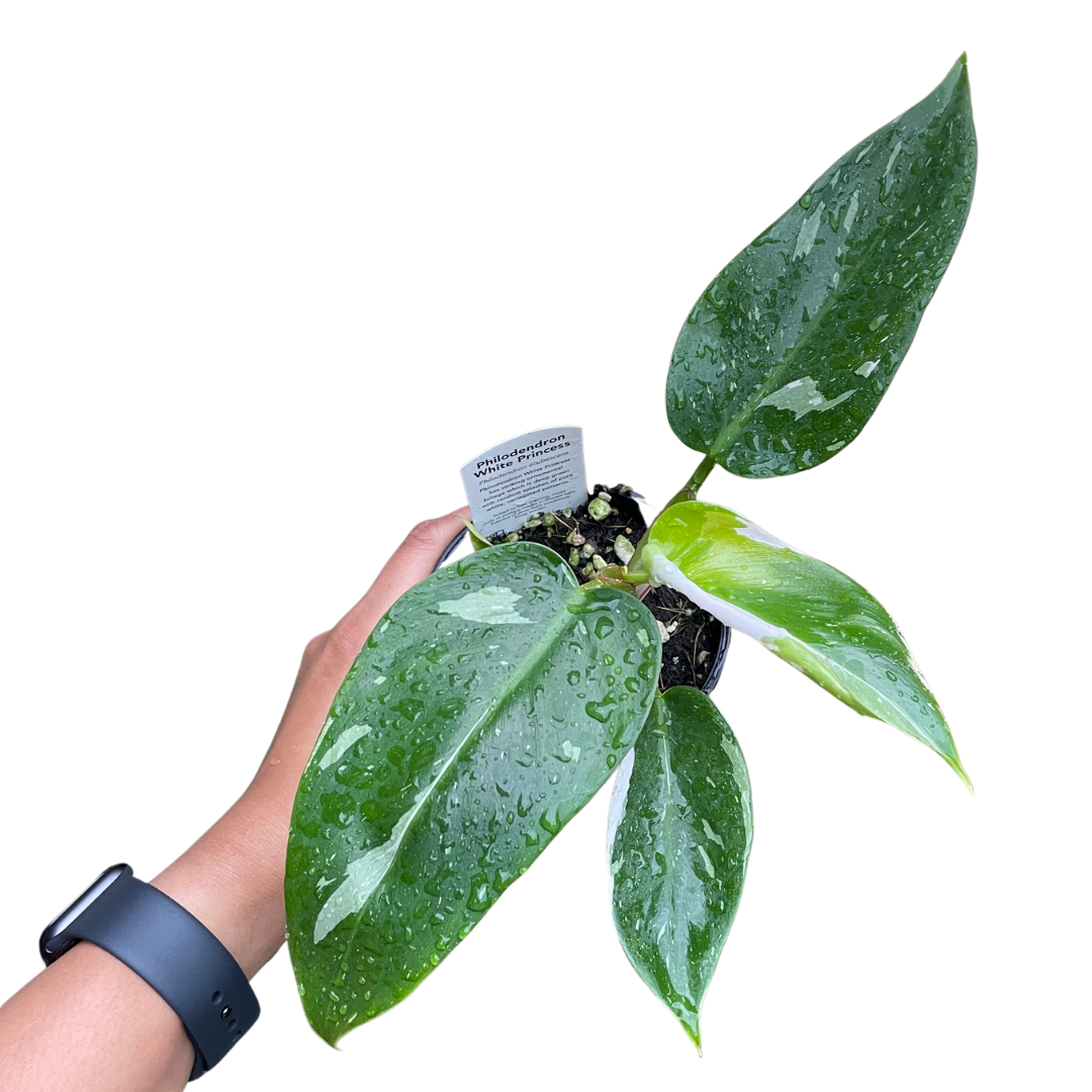 Philodendron White Princess (2 plants in a pot) - Wera Plants