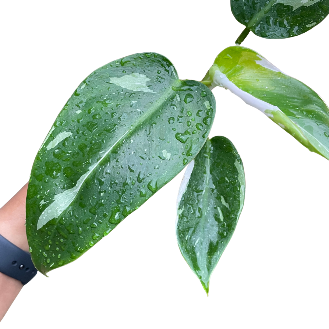 Philodendron White Princess (2 plants in a pot) - Wera Plants