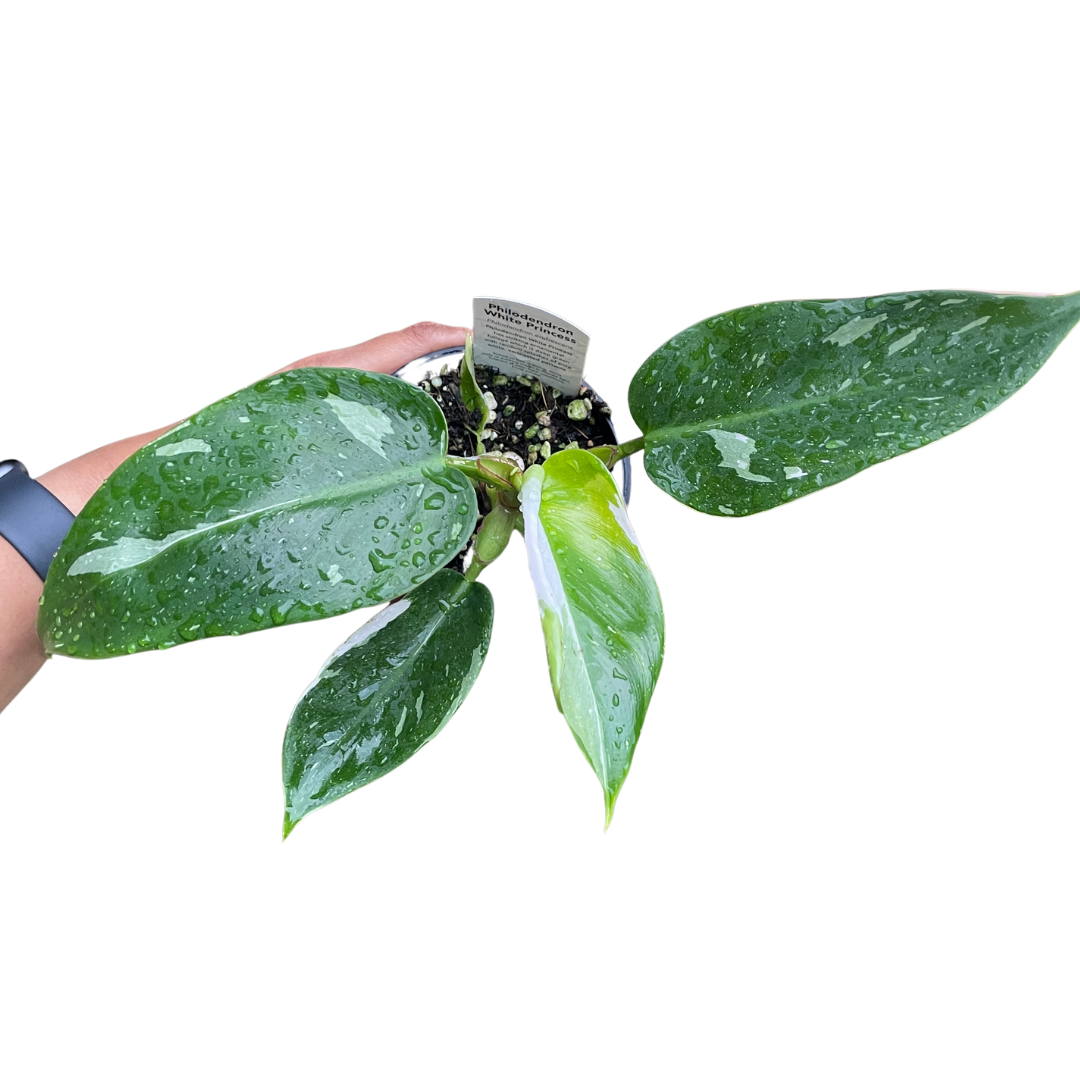 Philodendron White Princess (2 plants in a pot) - Wera Plants