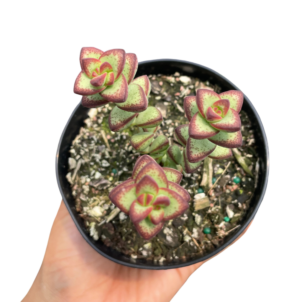 Crassula Rupestris Rosary Vine - Wera Plants