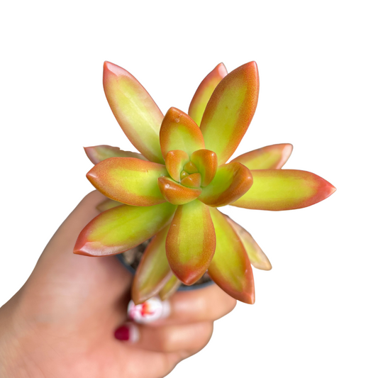 Sedum Adolphii 'Firestorm' - Wera Plants