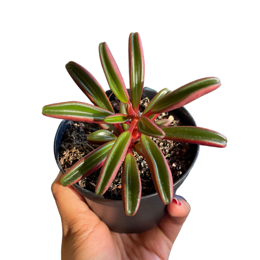 Peperomia Graveolens - Wera Plants