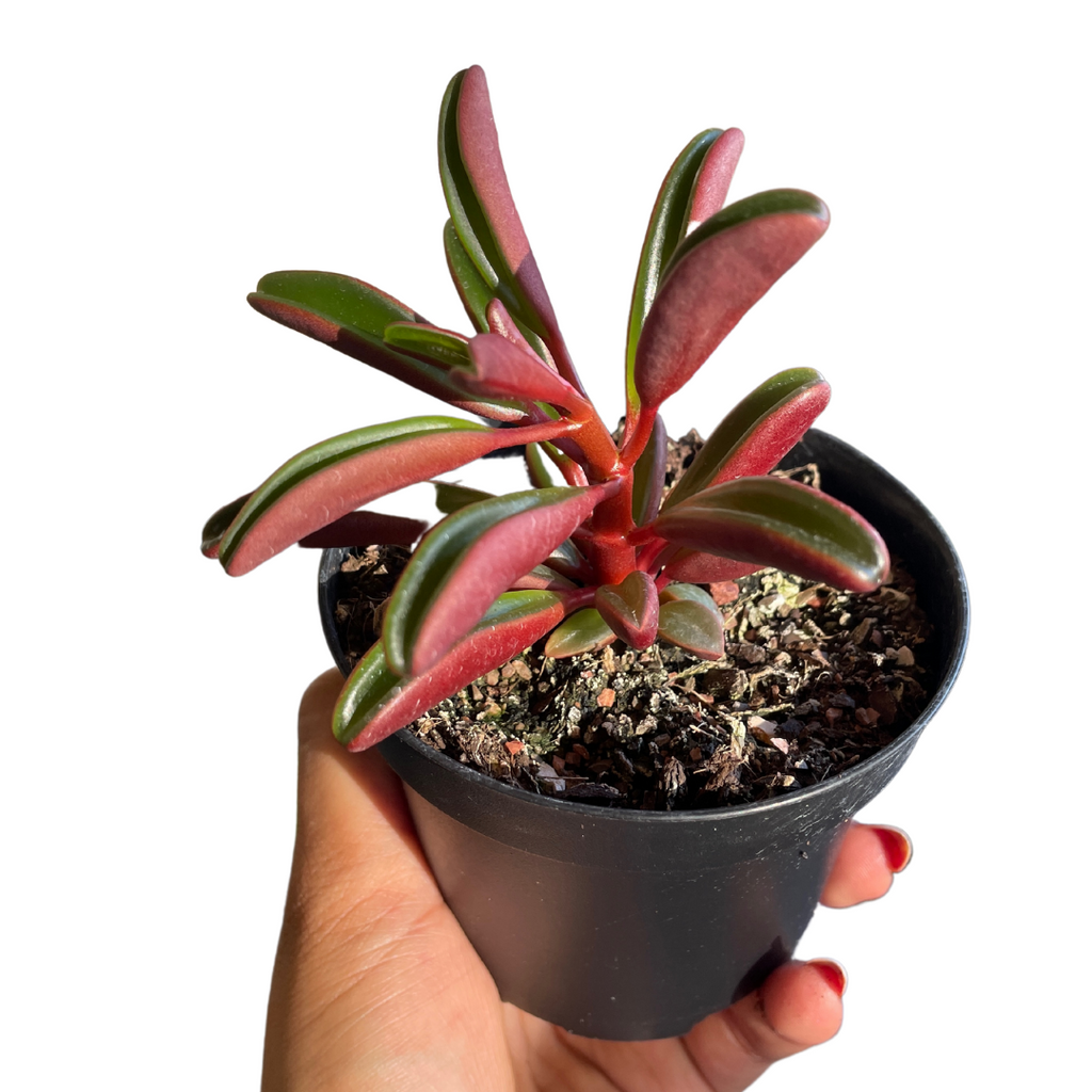 Peperomia Graveolens - Wera Plants