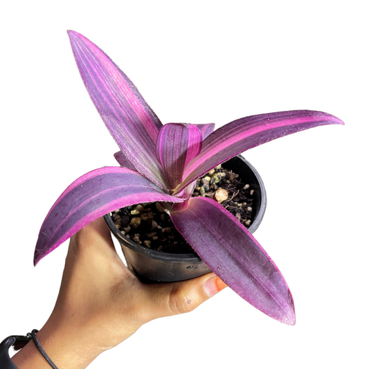 Tradescantia Pallida - Purpurea Variegata - Purple Variegated