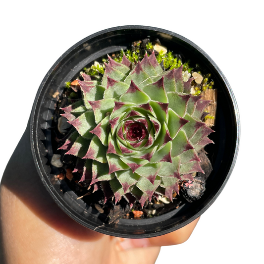 Sempervivum Tectorum - Wera Plants