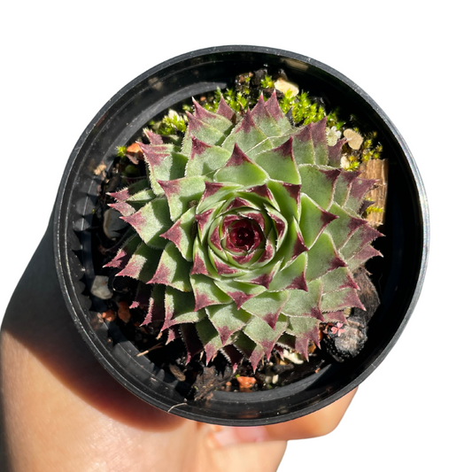 Sempervivum Tectorum