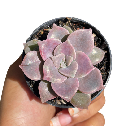 Graptoveria Purple Delight - Wera Plants