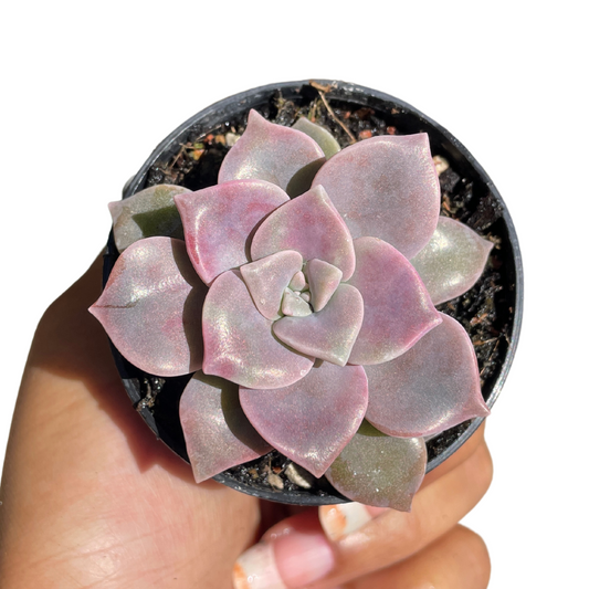 Graptoveria Purple Delight