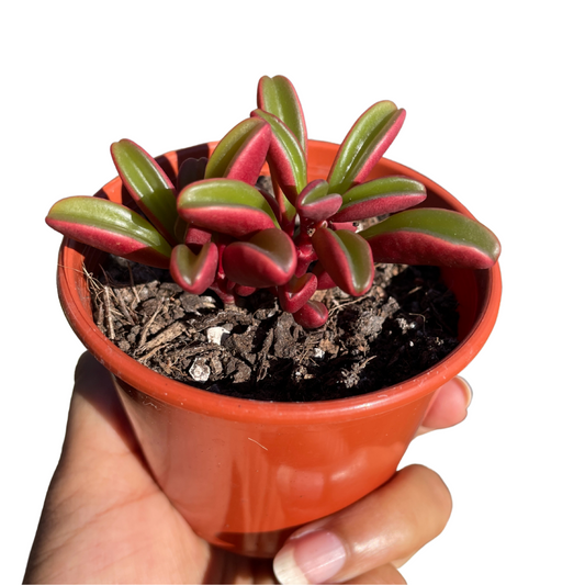 Peperomia Graveolens - Wera Plants