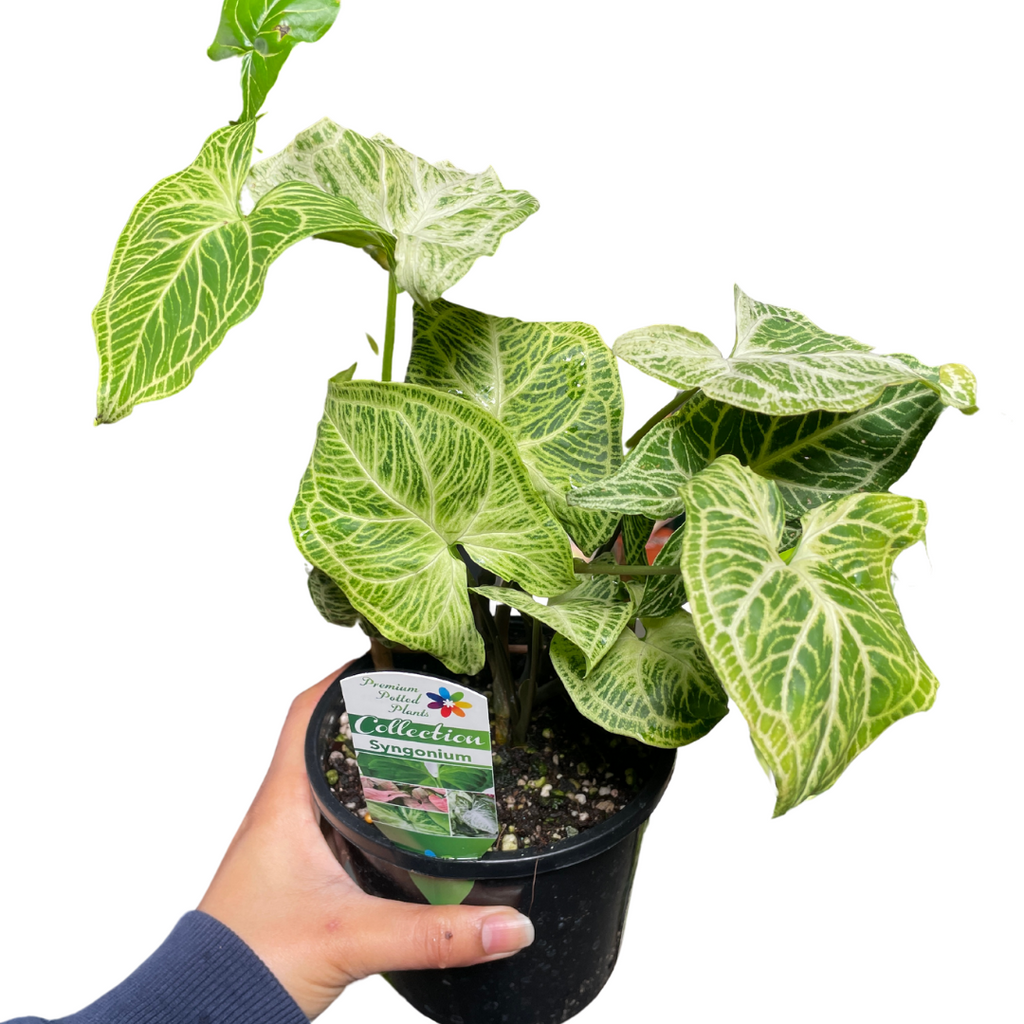 Syngonium Batik - Wera Plants