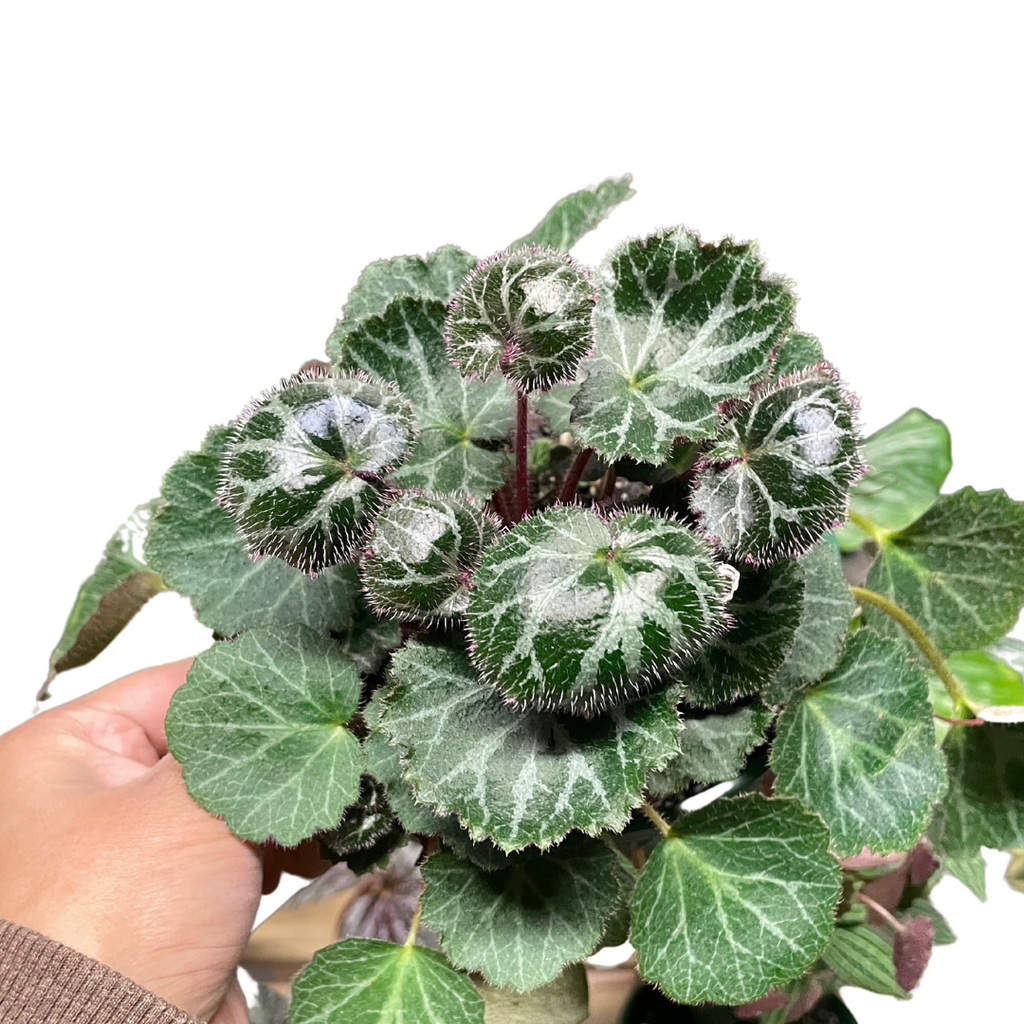 Saxifraga Stolonifera (Begonia Strawberry) - Wera Plants