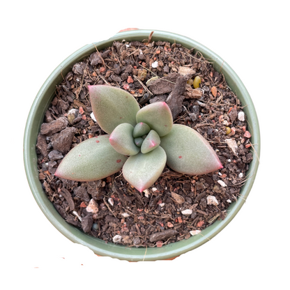 Pachyveria 'Tea Blush' - Wera Plants