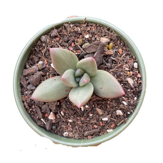 Pachyveria 'Tea Blush' - Wera Plants