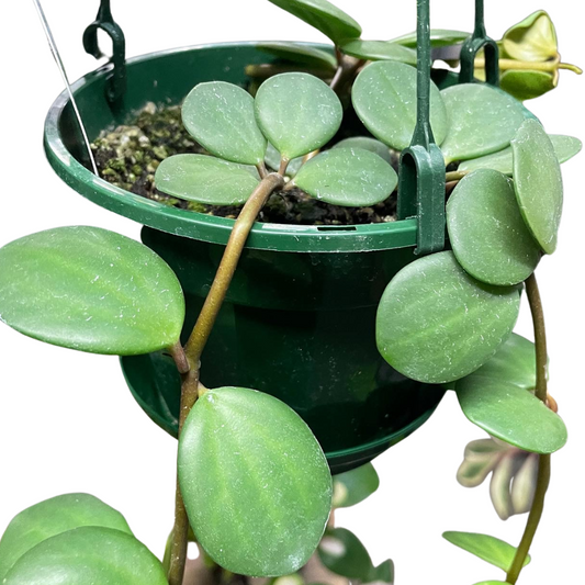 Peperomia Hope (Large) - Wera Plants