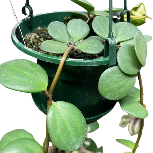 Peperomia Hope