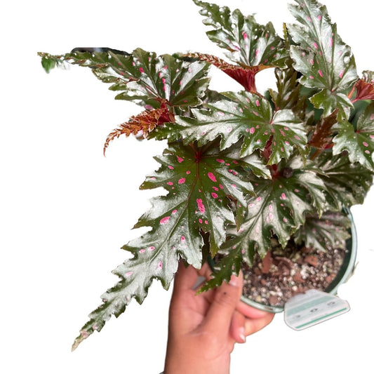Begonia Serratipetela