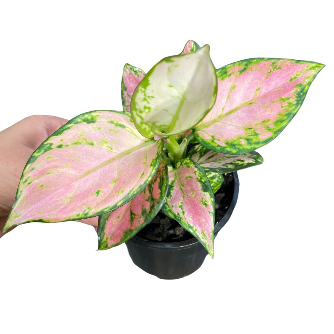 Aglaonema Pink - Wera Plants