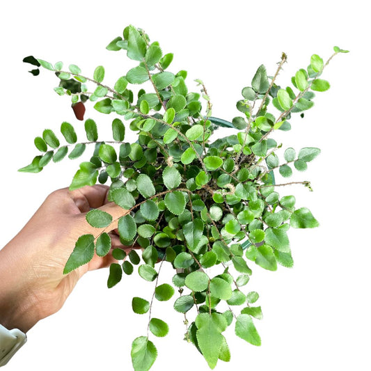 Pallea Rotundifolia Button Fern - Wera Plants