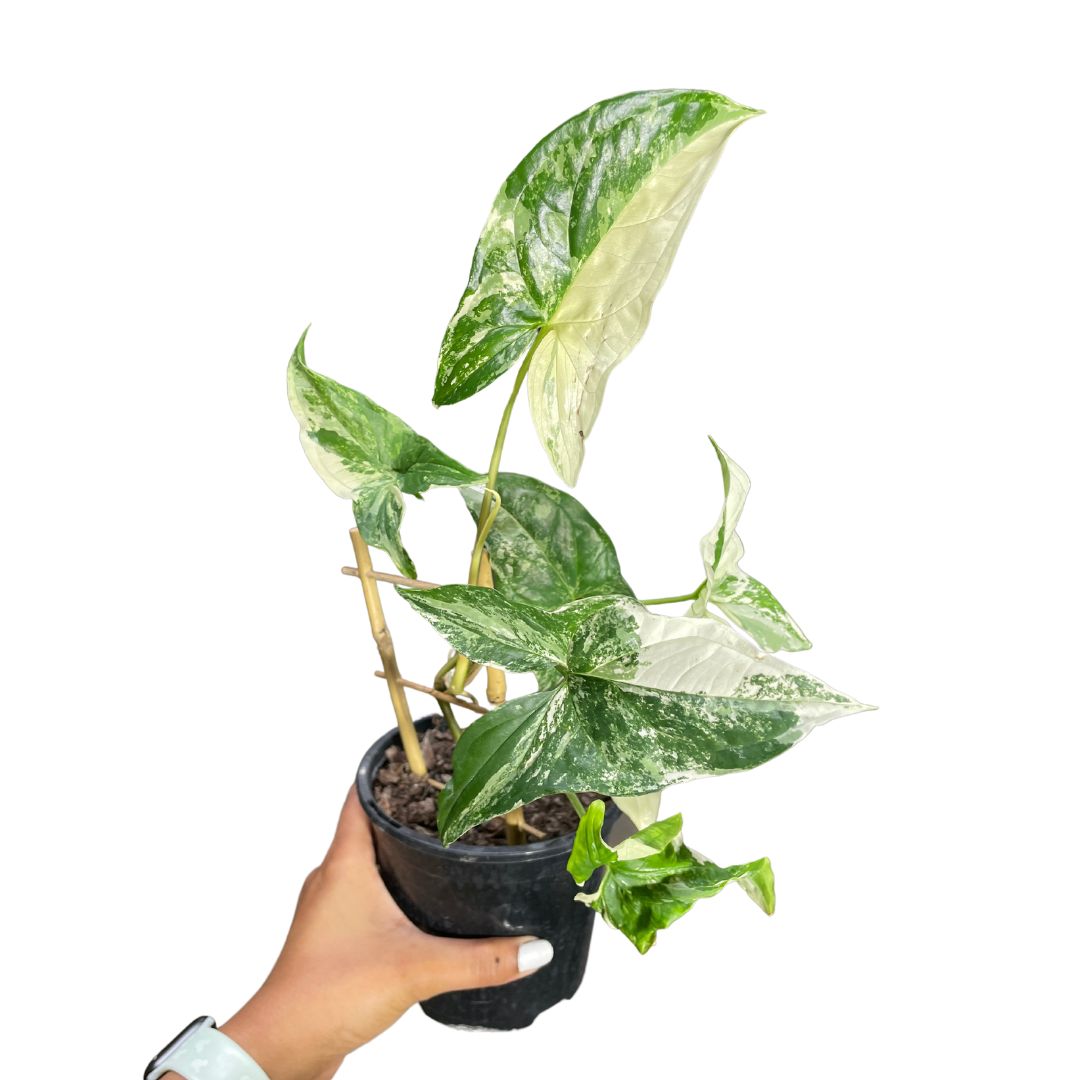 Syngonium Fantasy - Wera Plants