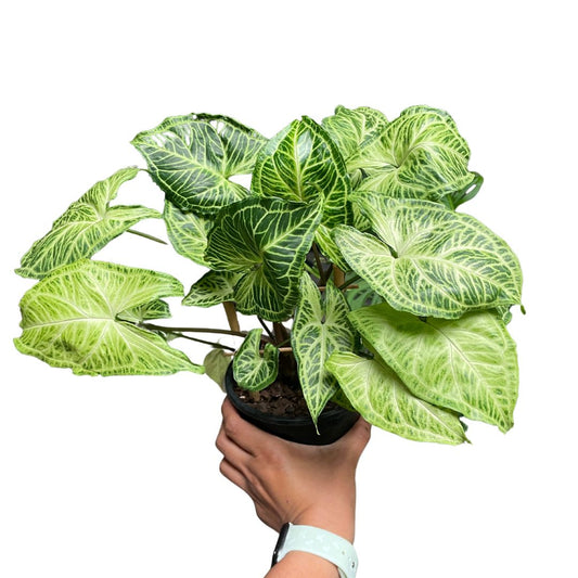 Syngonium Batik - Wera Plants