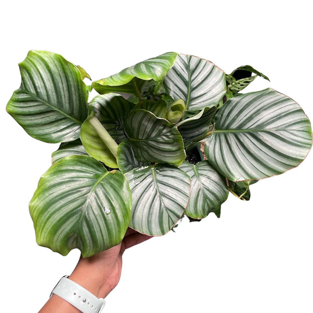 Calathea Orbifolia (Large) - Wera Plants