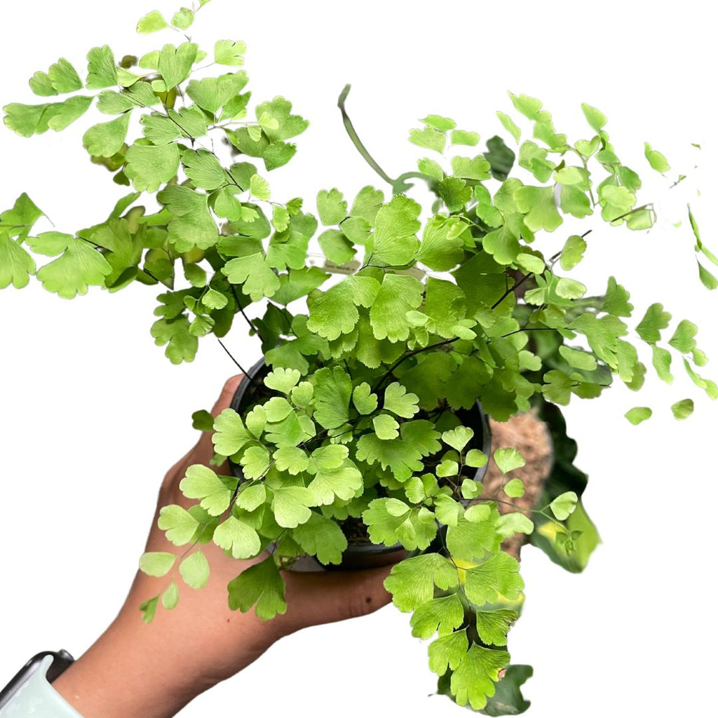 Maiden Hair Fern - Wera Plants