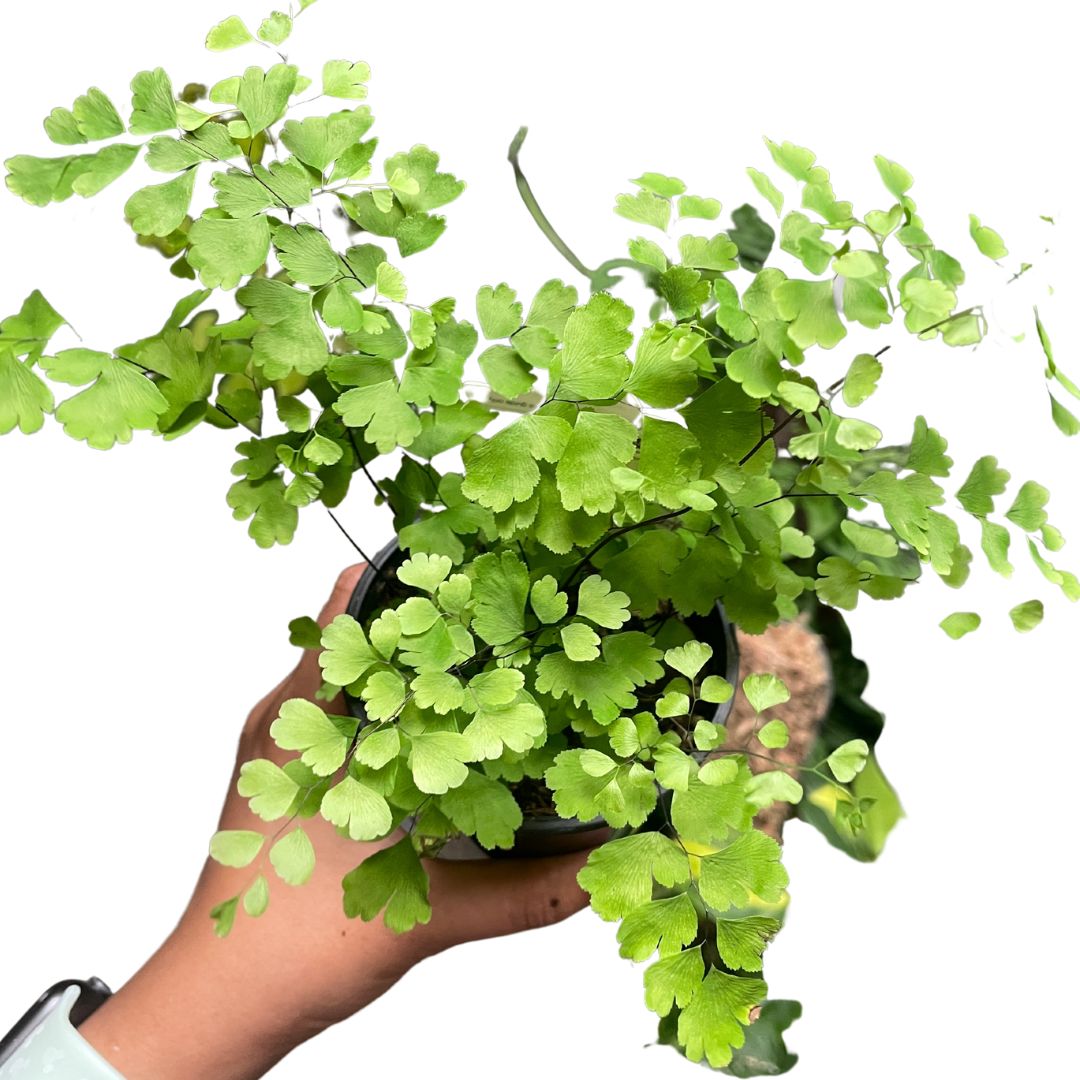 Maiden Hair Fern - Wera Plants