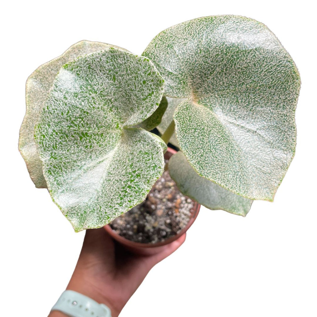 Begonia Venosa - Wera Plants