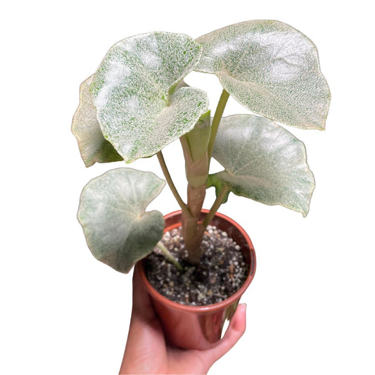Begonia Venosa - Wera Plants