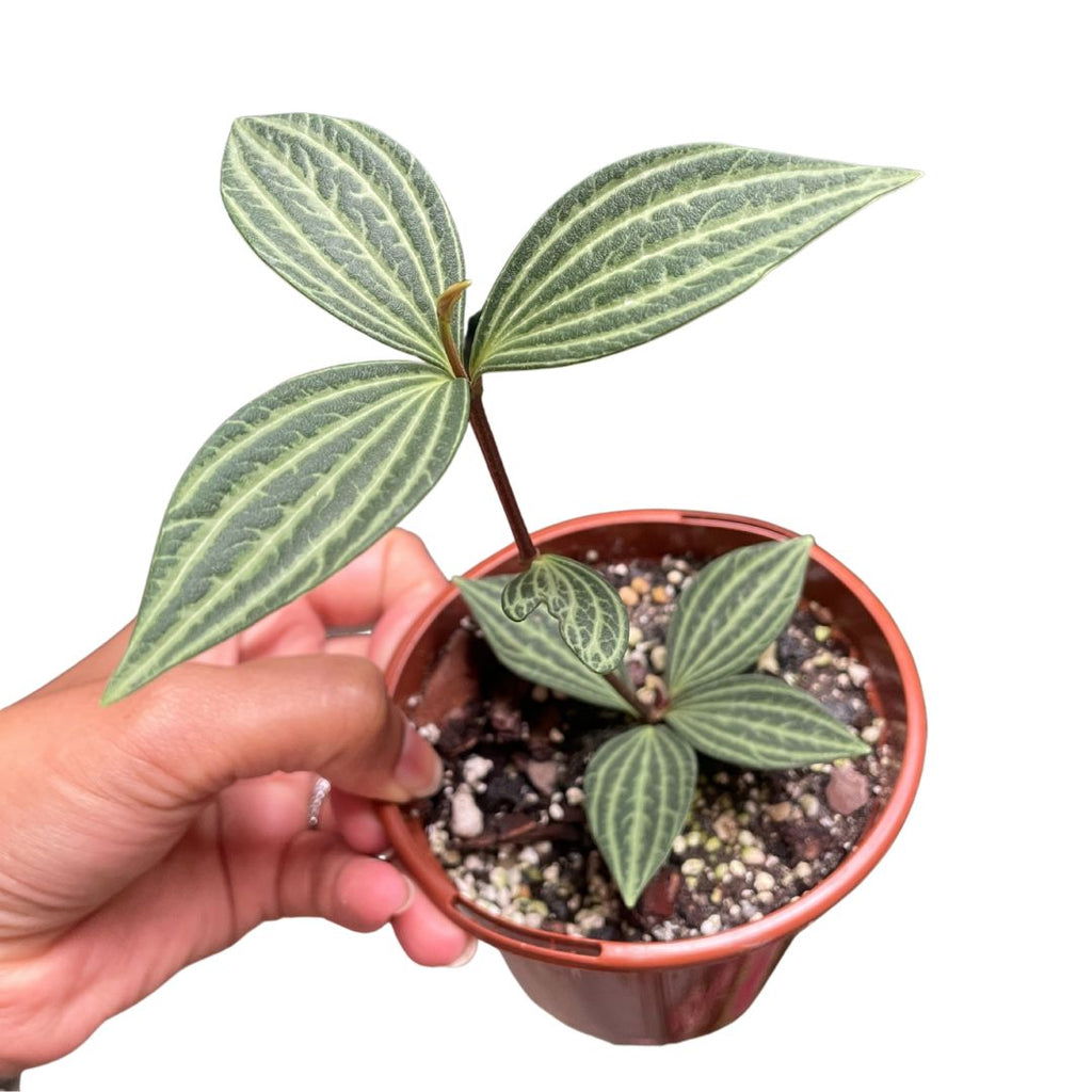 Peperomia Pellucida - Wera Plants