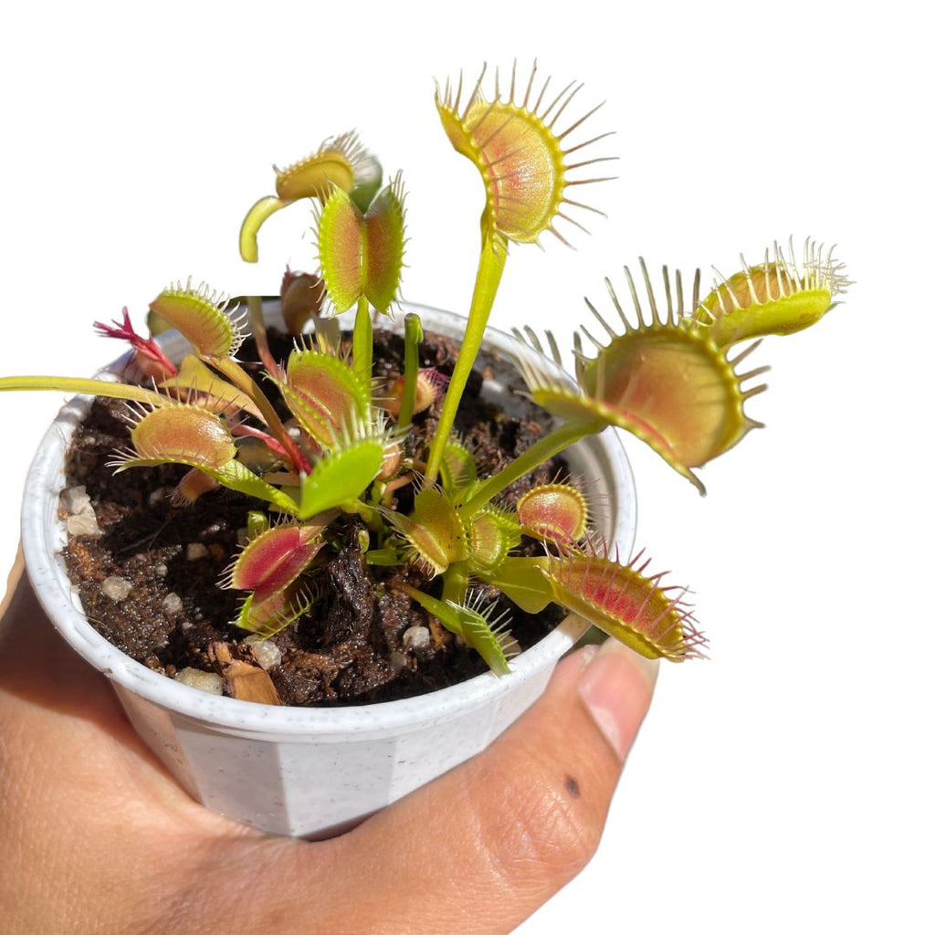 Venus Fly Trap Carnivorous Plant - Wera Plants