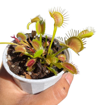 Venus Fly Trap Carnivorous Plant - Wera Plants