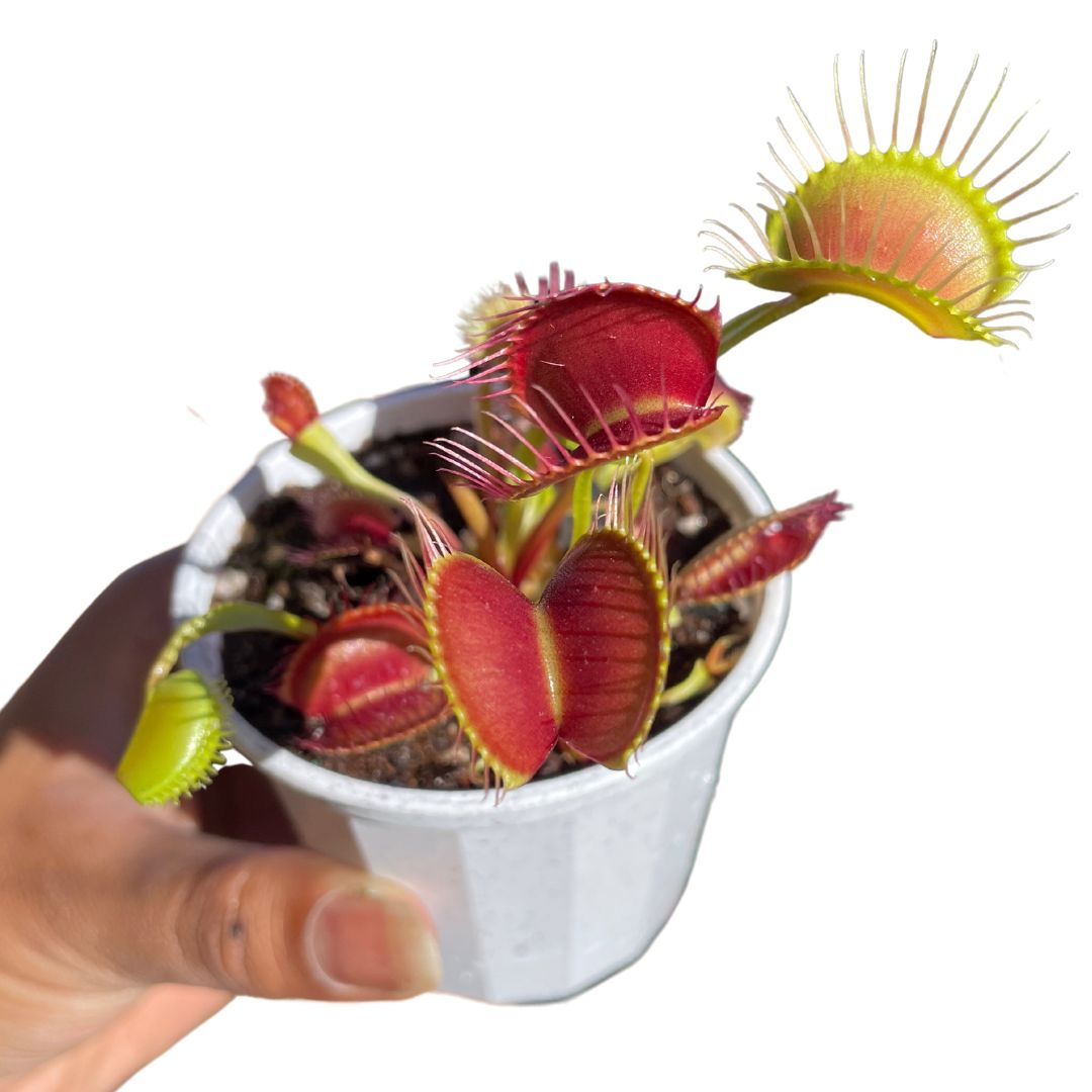 Venus Fly Trap Carnivorous Plant