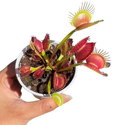 Venus Fly Trap Carnivorous Plant - Wera Plants