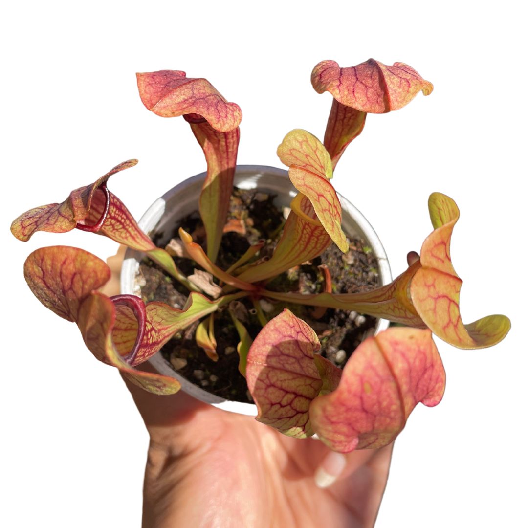 Sarracenia Pitcher Plant