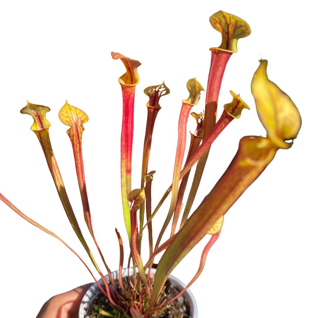Sarracenia Pitcher Plant