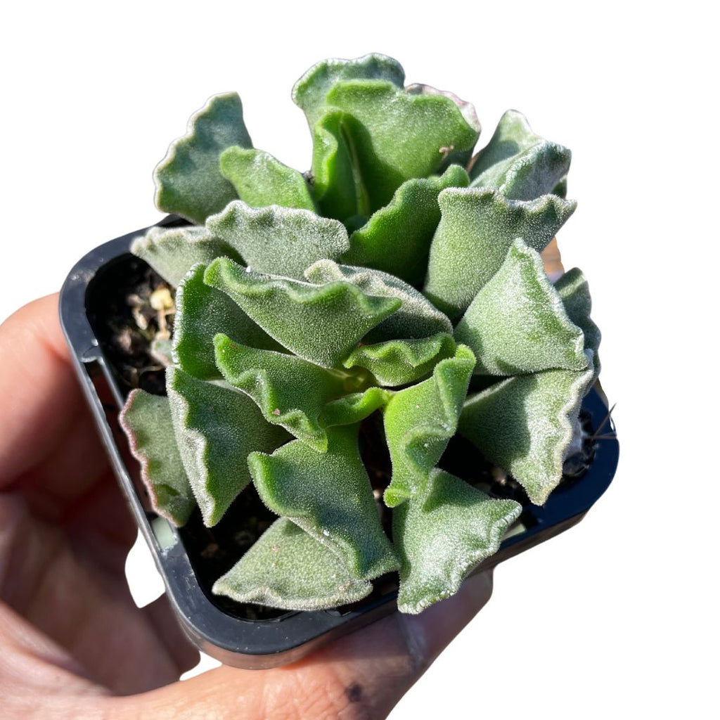 Adromischus succulents for sale